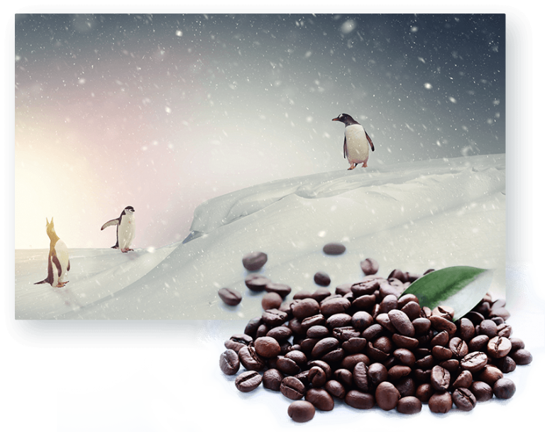 Amaza Penguins and Coffee Beans